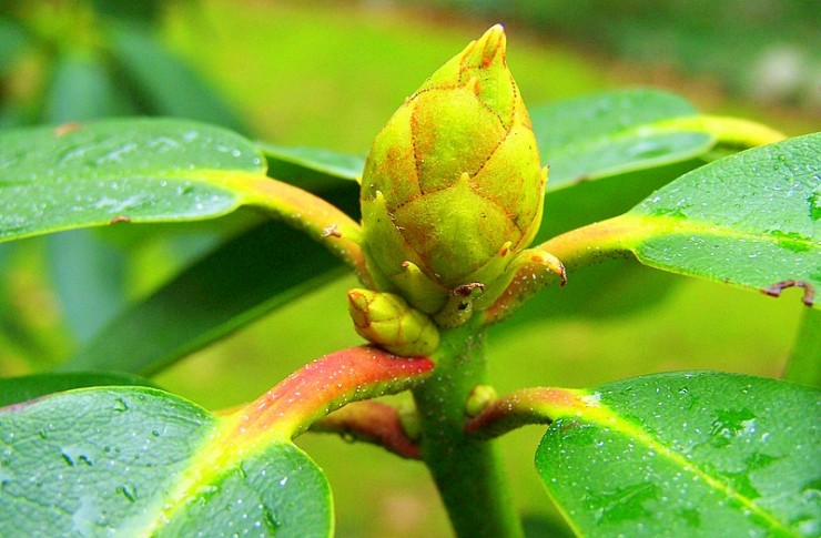 green bud of plant
