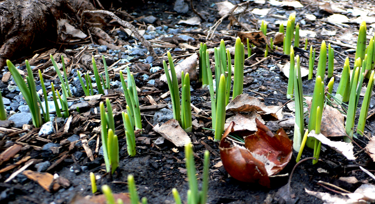 The start of something new every year. Flowers sprouting from their 'hibernation'.