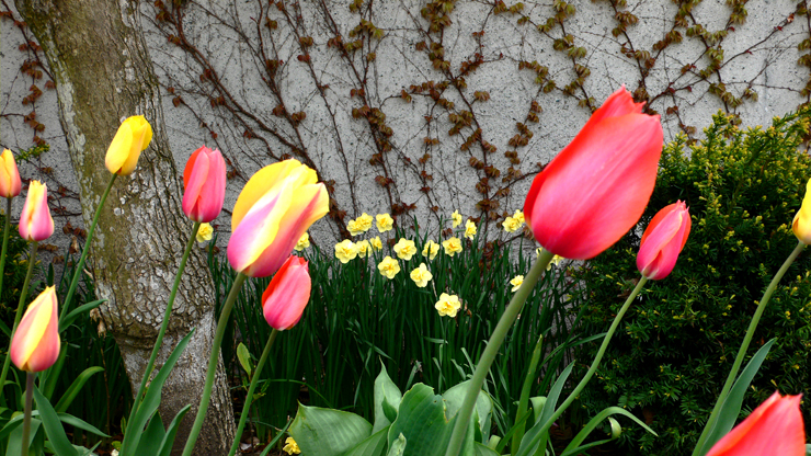 Tulips swaying in the wind. Bloom is in full force.